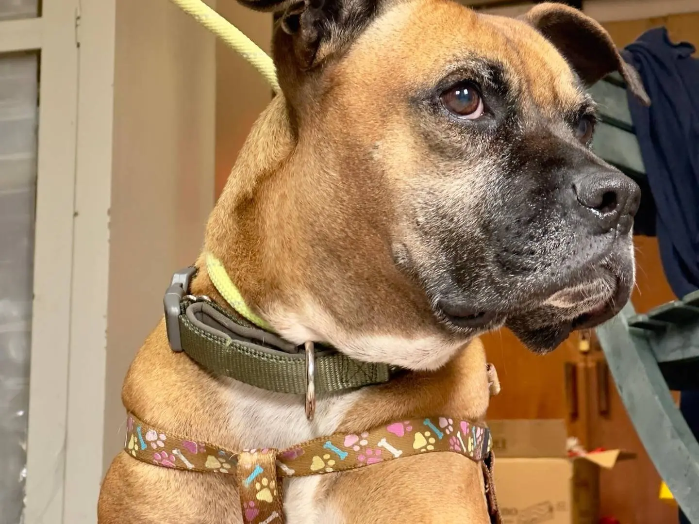 Adotta un cane, femmina, 10 anni, Roma