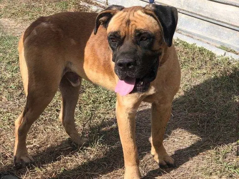 Adotta un cane, taglia gigante, maschio, Catania