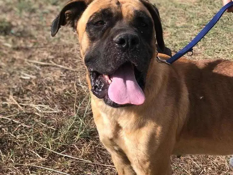Adotta un cane, maschio, 4 anni e 11 mesi, Catania