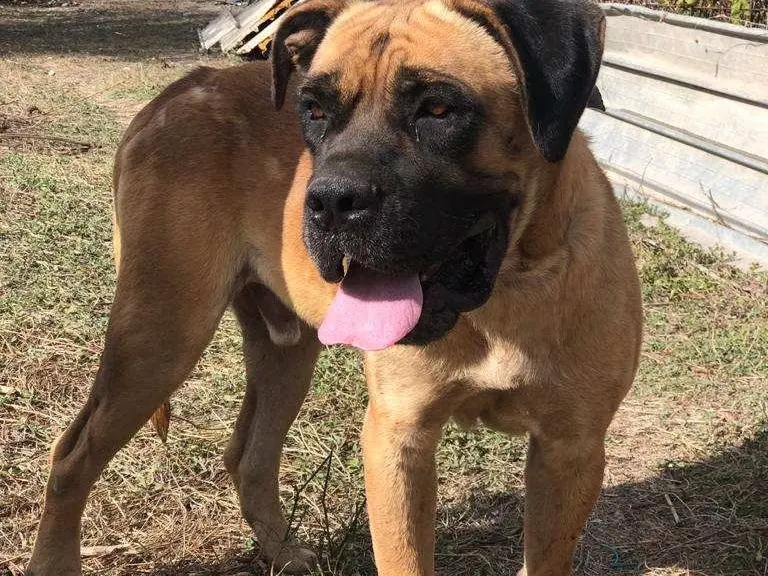 Adozione cane, maschio, meticcio, 4 anni e 11 mesi, taglia gigante, Catania