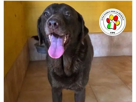 Adozione cane, femmina, Labrador Retriever Razza sconosciuta, 5 anni e 1 mese, taglia media, Milano