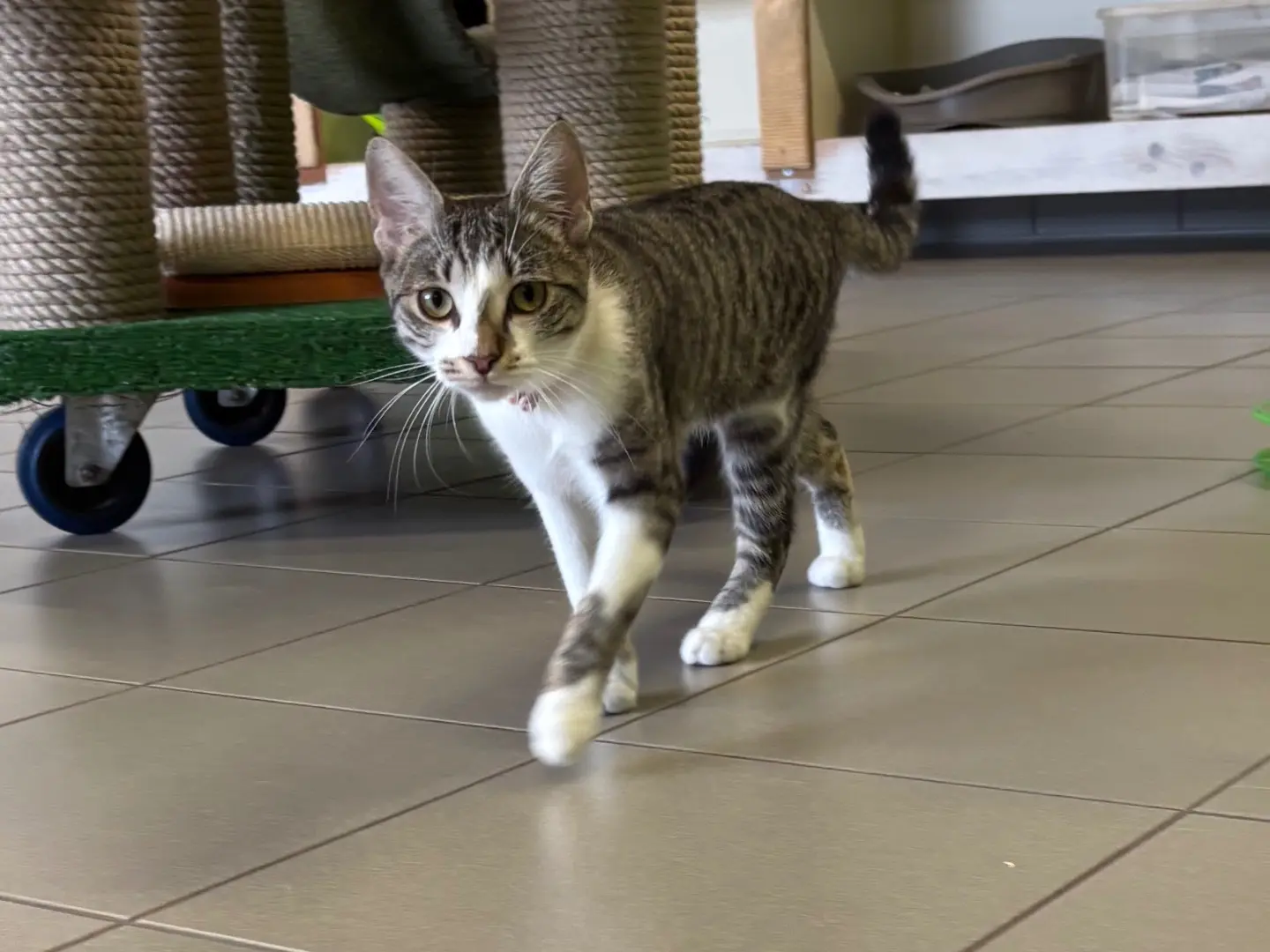 Adozione gatto, femmina, Razza sconosciuta Razza sconosciuta, 6 mesi, taglia non valida, Brescia