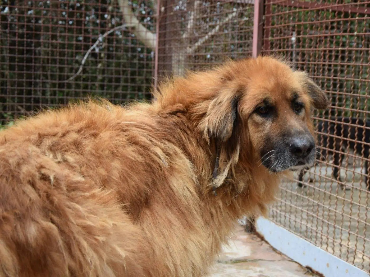 Adozione cane, maschio, Razza sconosciuta Razza sconosciuta, 12 anni e 9 mesi, taglia grande, Chieti