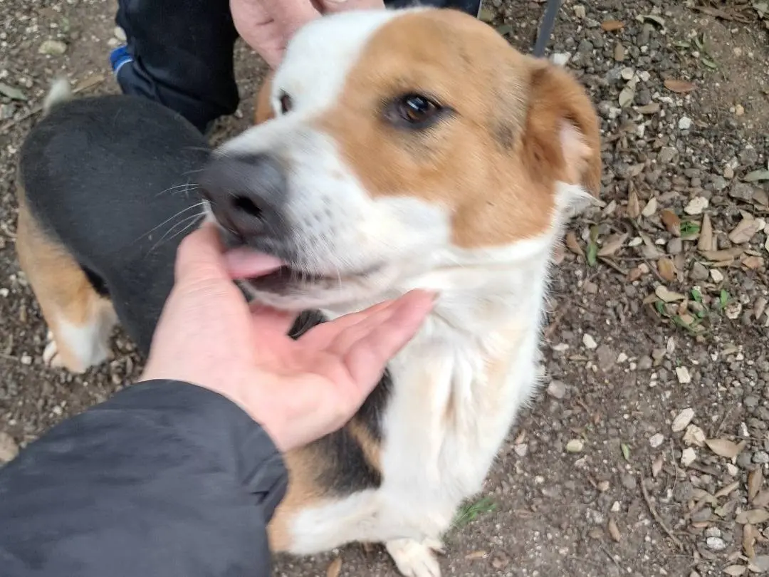 Adotta un cane, maschio, 1 anno e 10 mesi, Caserta