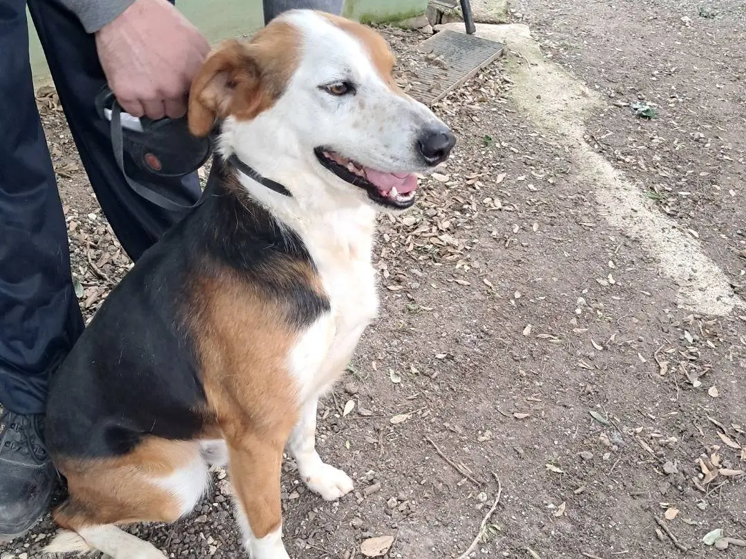 Vuoi adottare un cane a Caserta?