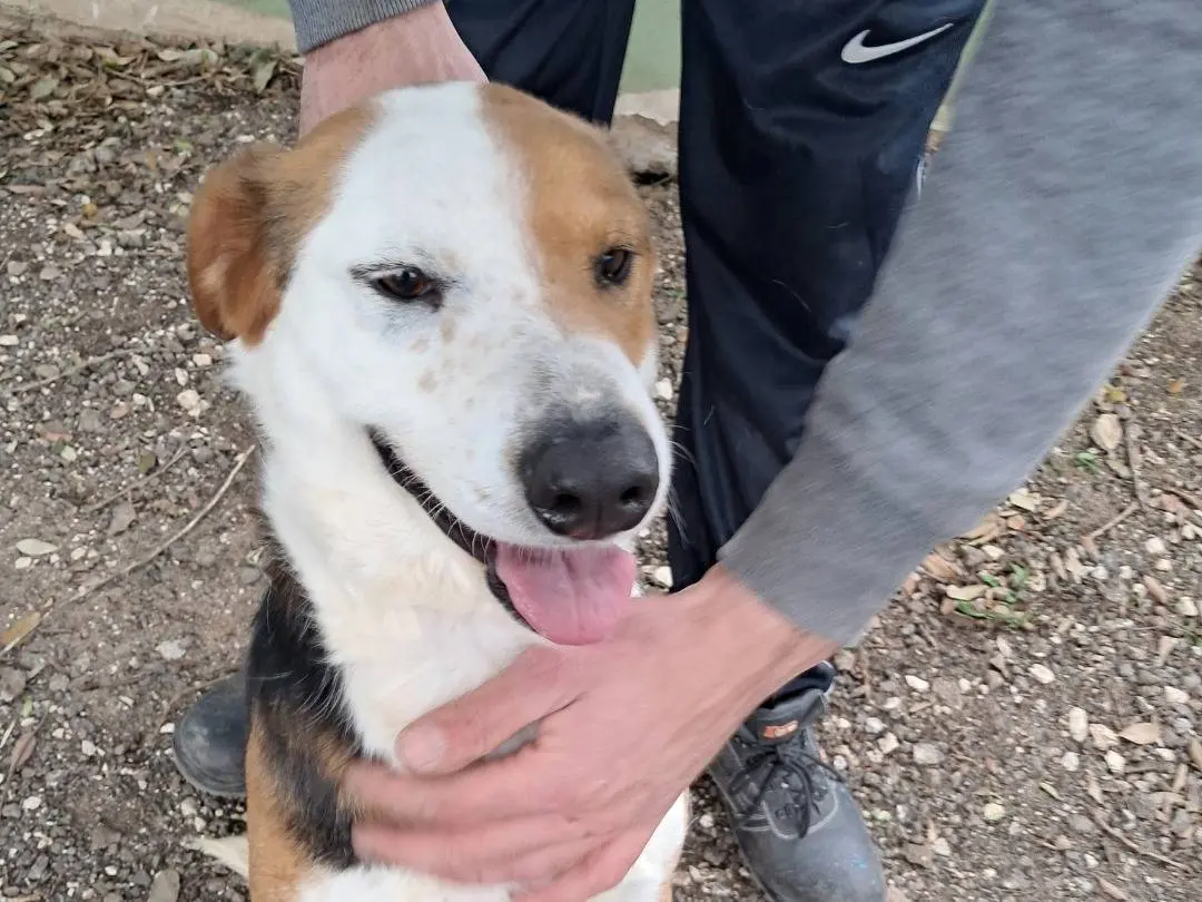 Adotta un cane, taglia media, maschio, Caserta