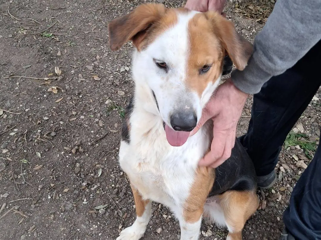 Adozione cane, maschio, Razza sconosciuta Razza sconosciuta, 1 anno e 10 mesi, taglia media, Caserta