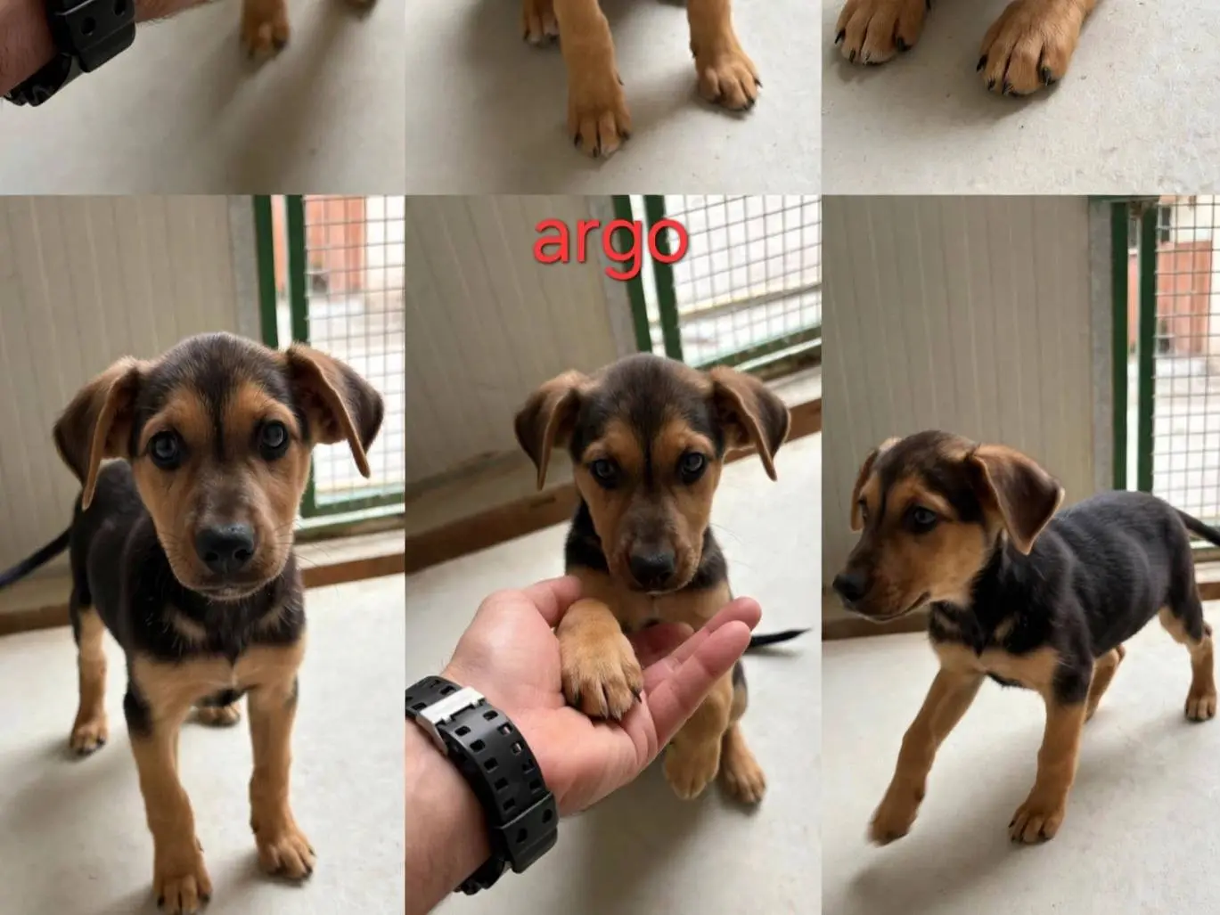 Adotta un cane, maschio, 3 mesi, Latina