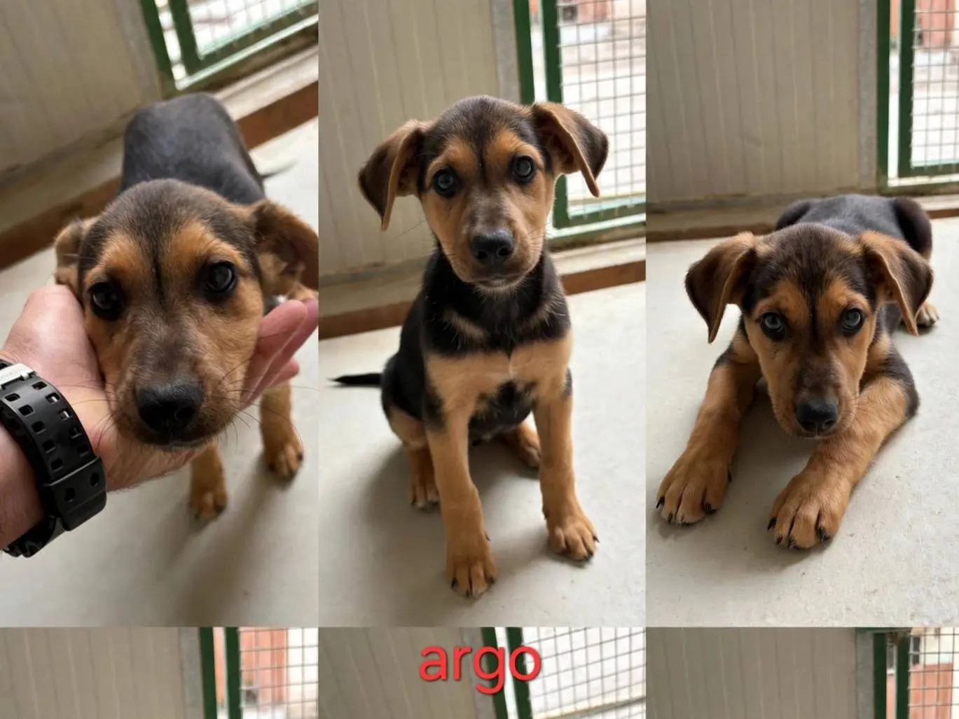 Adozione cane, maschio, Razza sconosciuta Razza sconosciuta, 3 mesi, taglia media contenuta, Latina