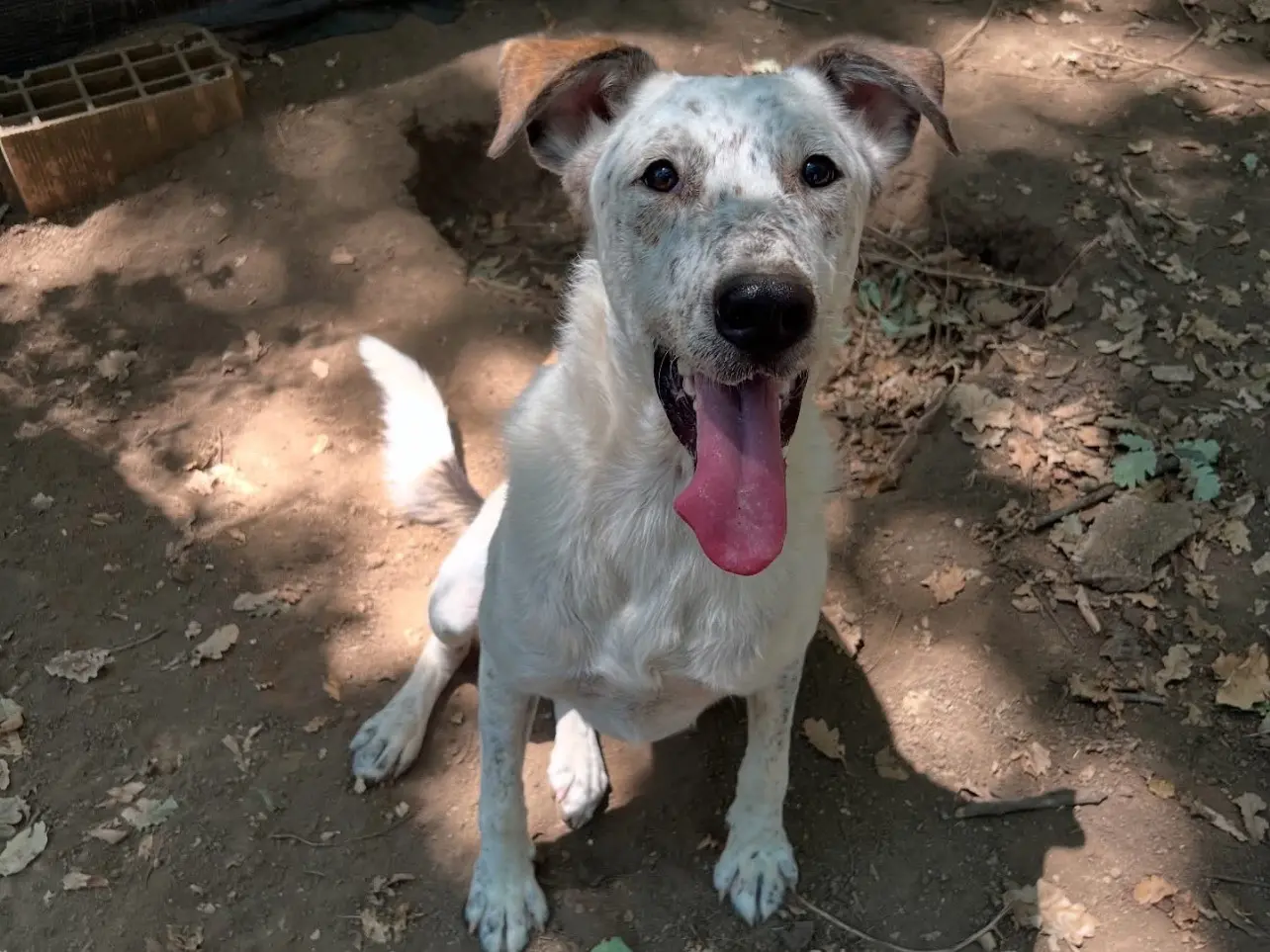 Adotta un cane, taglia media, femmina, Roma
