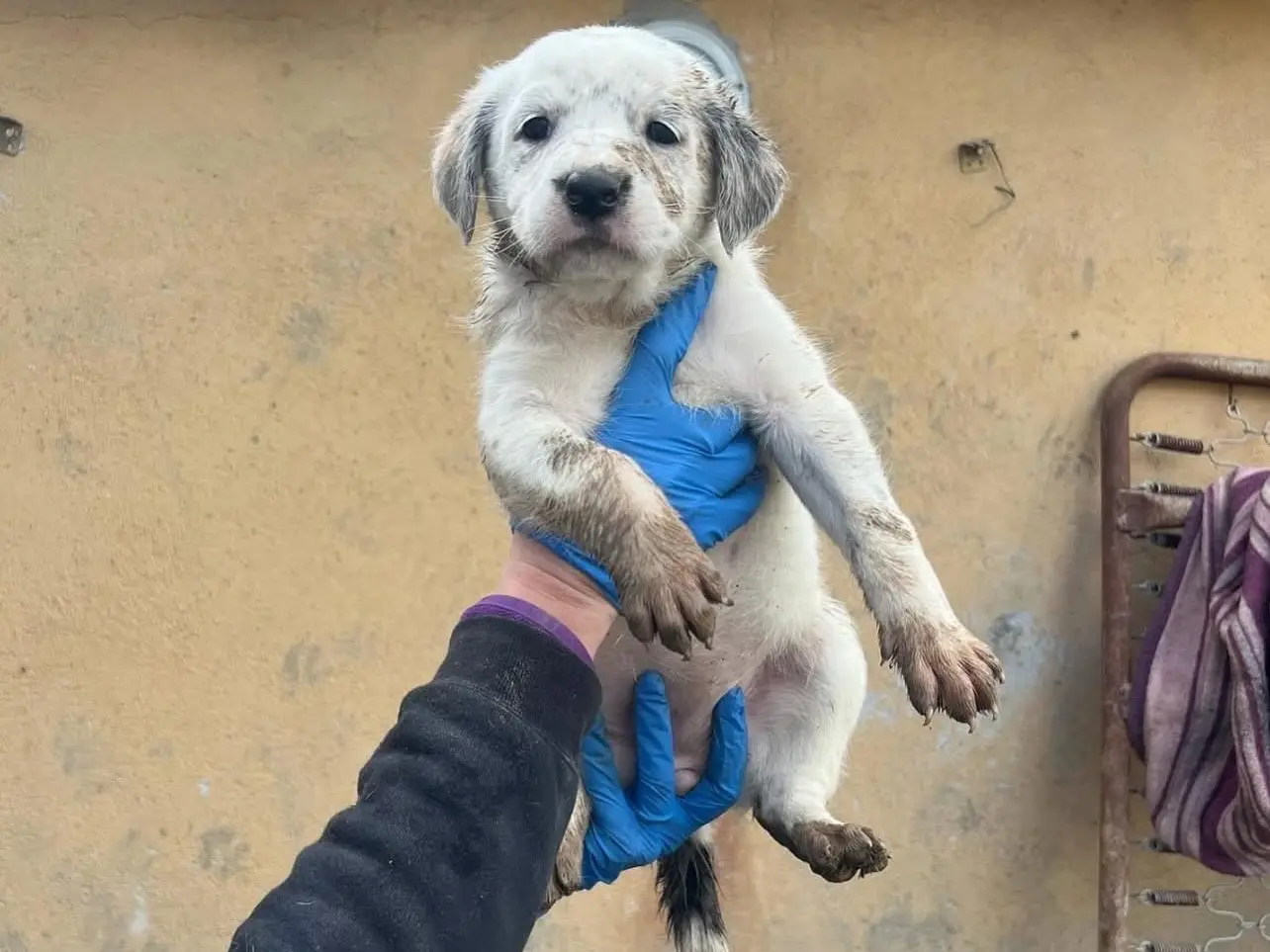 Vuoi adottare un cane a Roma?