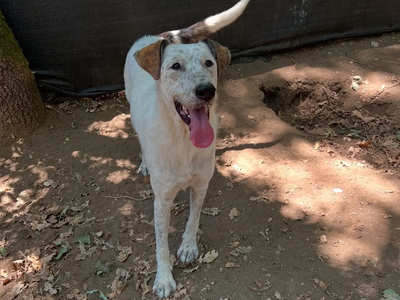 Adozione cane, femmina, Razza sconosciuta Razza sconosciuta, 2 anni e 10 mesi, taglia media, Roma