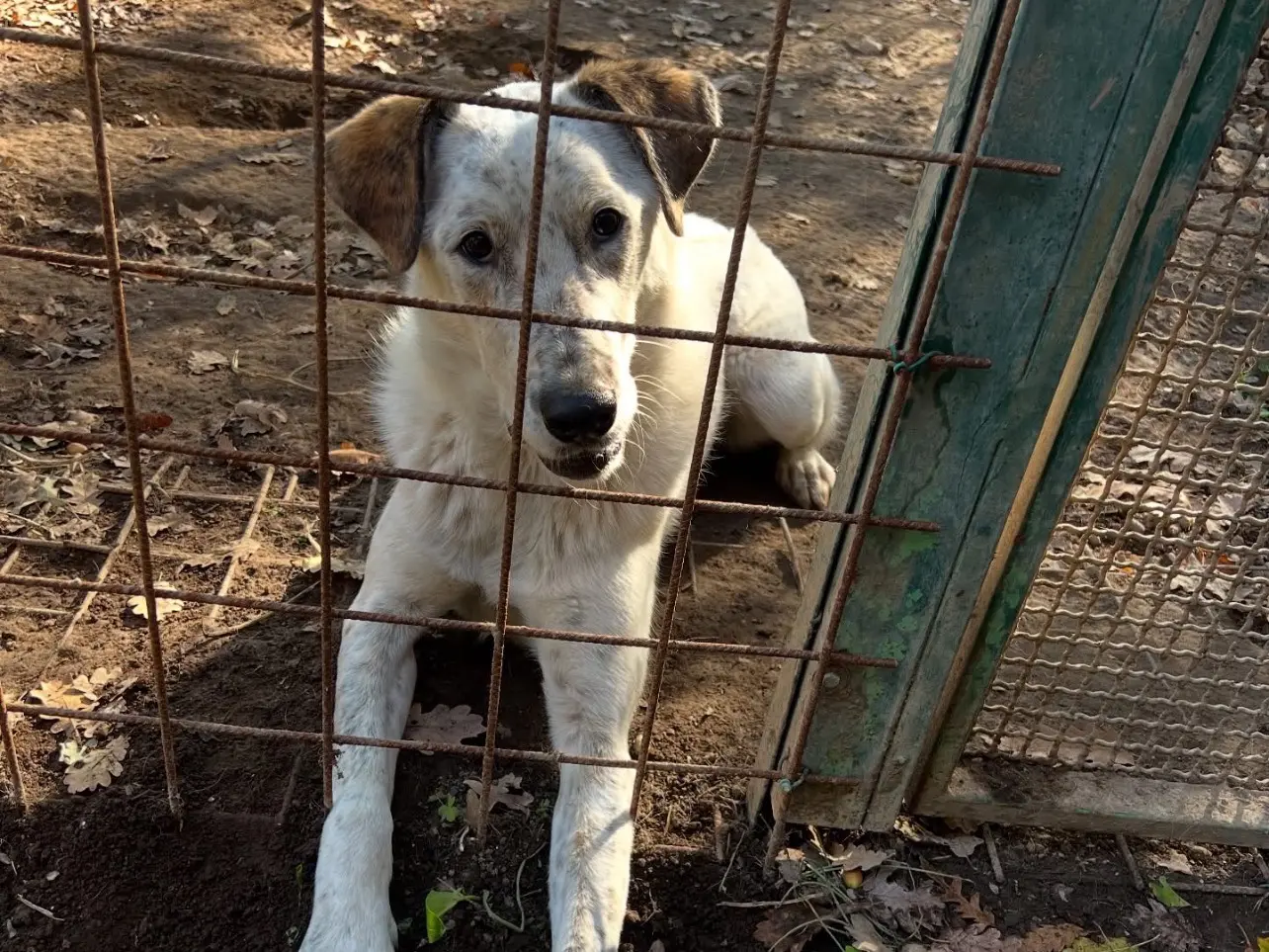 Adotta un cane, femmina, 2 anni e 10 mesi, Roma