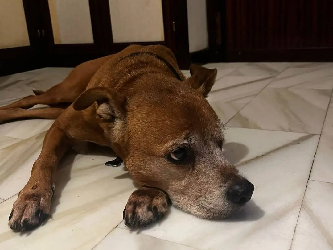 Adozione cane, femmina, Rottweiler Pitbull, 10 anni e 8 mesi, taglia grande, Bari