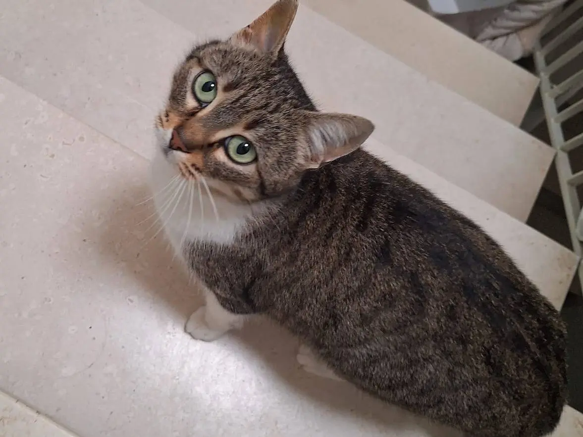 Adotta il gatto Mimì a Milano