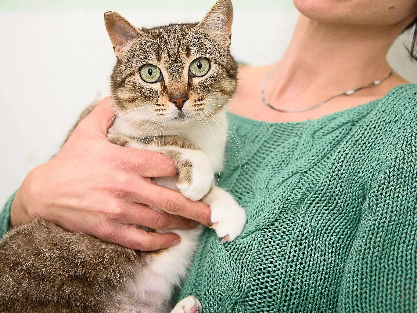 Adozione gatto, femmina, Razza sconosciuta Razza sconosciuta, 4 anni e 10 mesi, taglia non valida, Milano