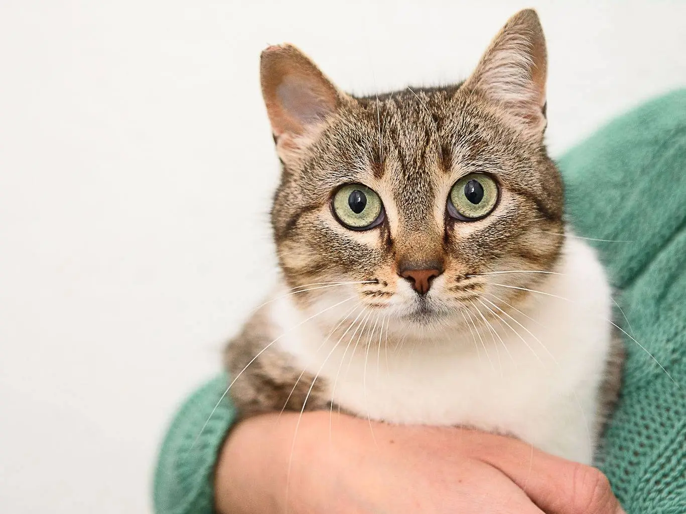 Adotta un gatto, femmina, 4 anni e 10 mesi, Milano