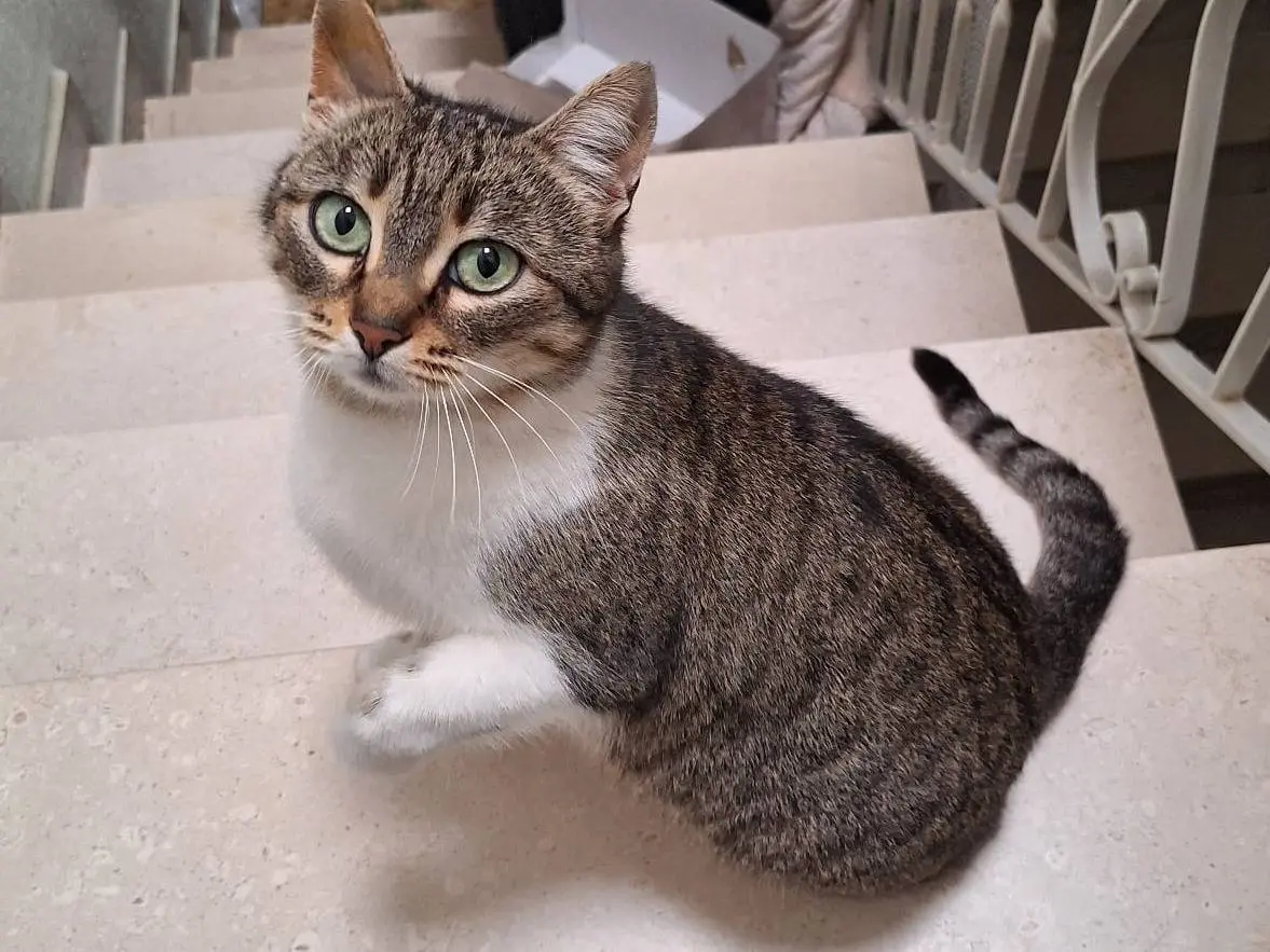 Vuoi adottare un gatto a Milano?