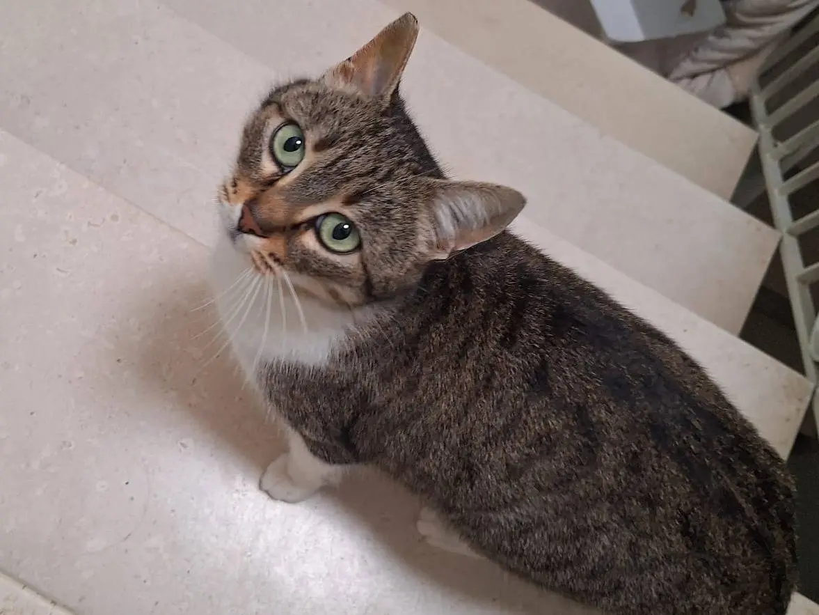Adotta un gatto, taglia non valida, femmina, Milano