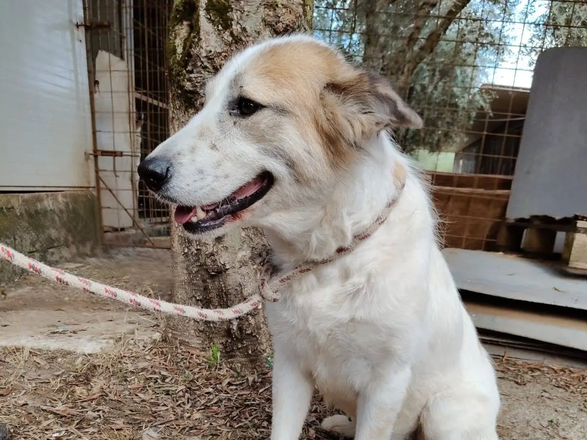 Foto 3 dell'animale