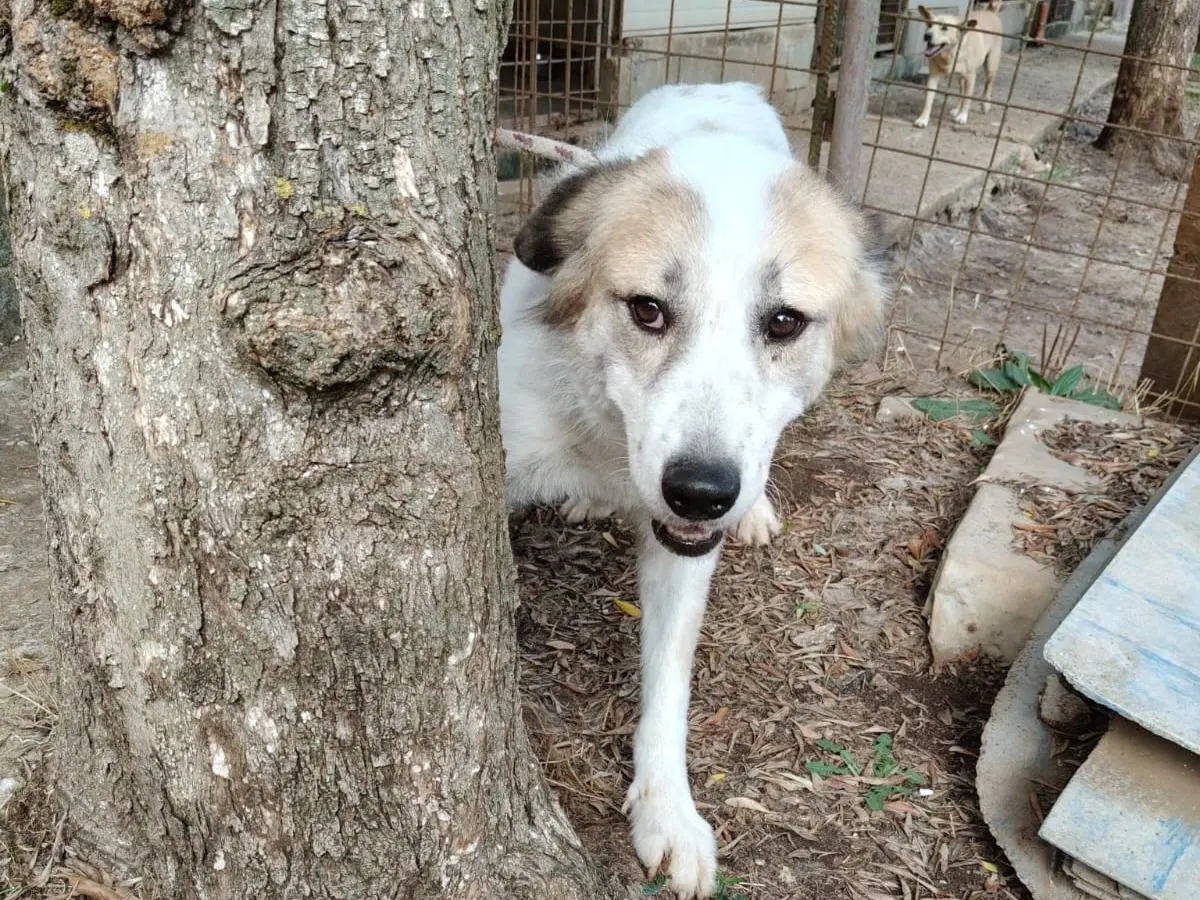 Vuoi adottare un cane a Vibo?
