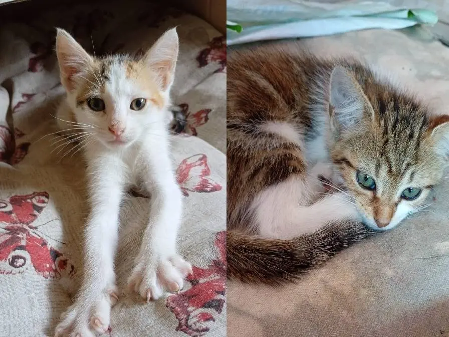 Adozione gatto, femmina, Razza sconosciuta Razza sconosciuta, 5 mesi, taglia non valida, Catanzaro