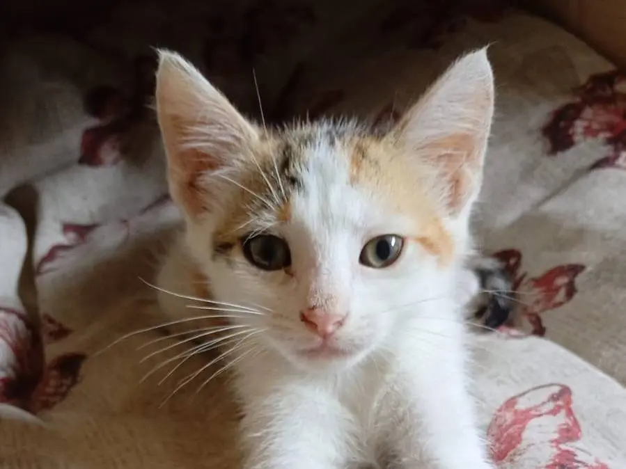 Adotta un gatto, femmina, 5 mesi, Catanzaro