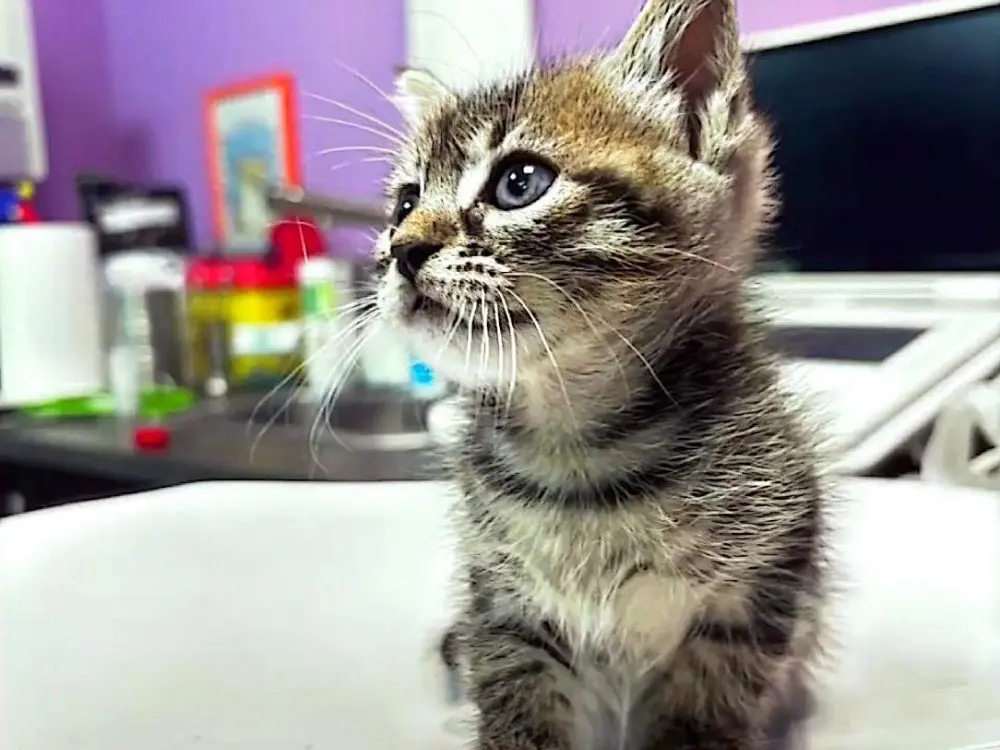 Adotta un gatto, maschio, 5 mesi, Roma