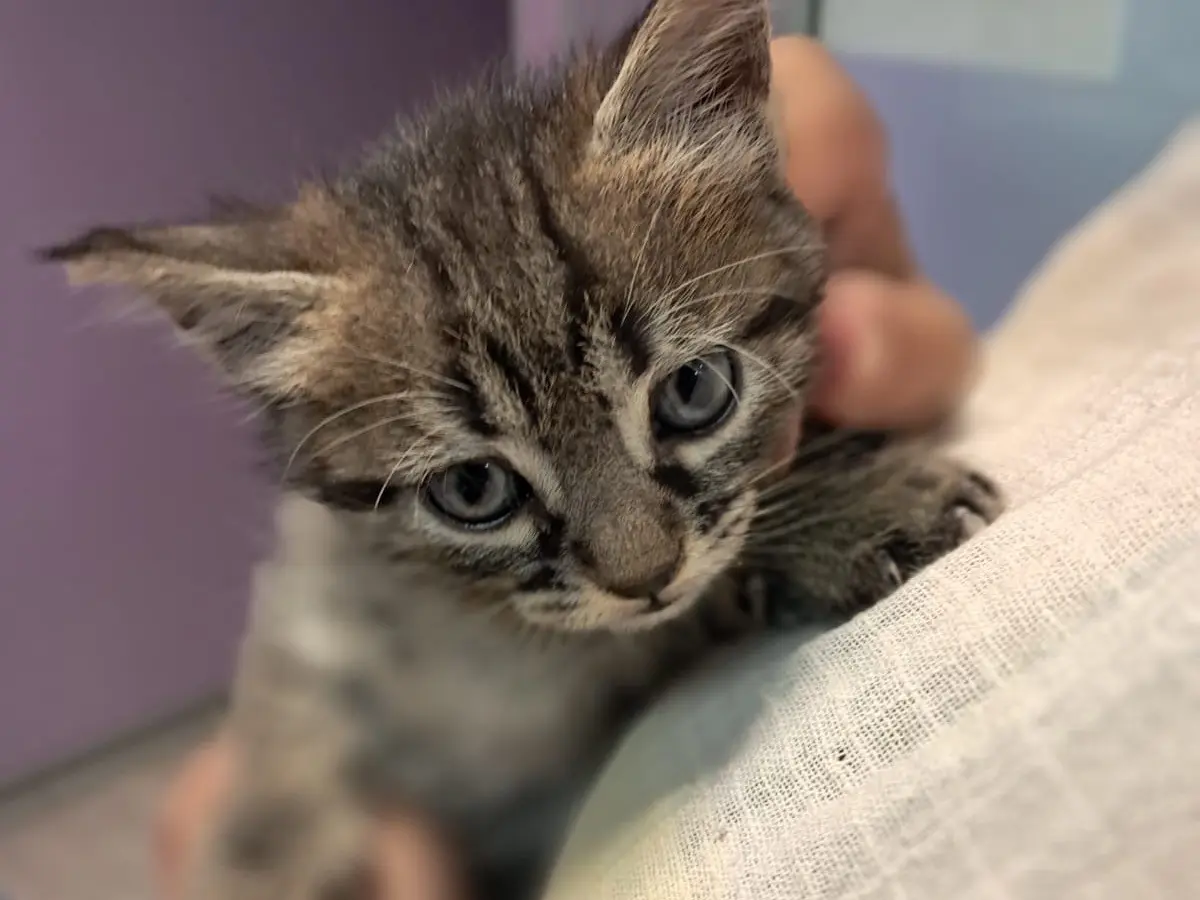 Vuoi adottare un gatto a Roma?