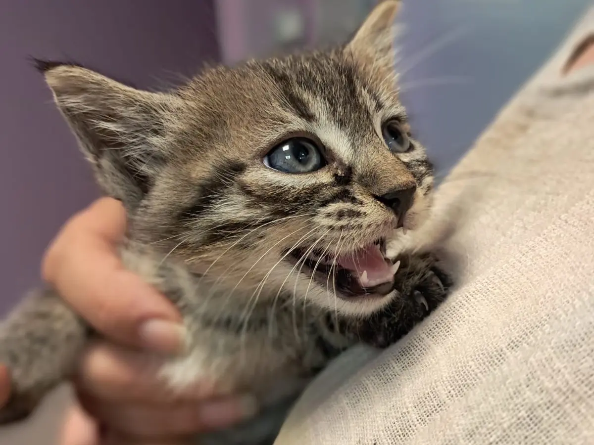Adotta un gatto, taglia non valida, maschio, Roma