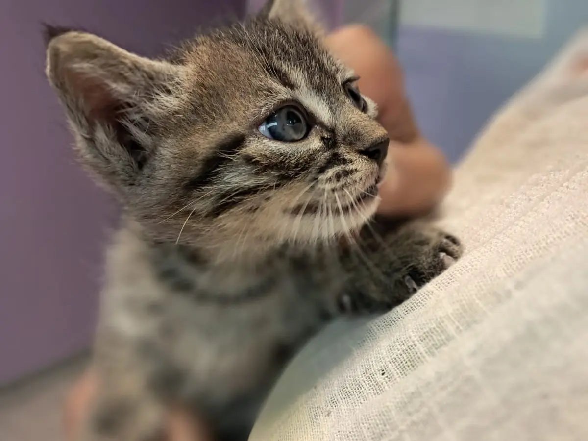 Adozione gatto, maschio, Razza sconosciuta Razza sconosciuta, 5 mesi, taglia non valida, Roma