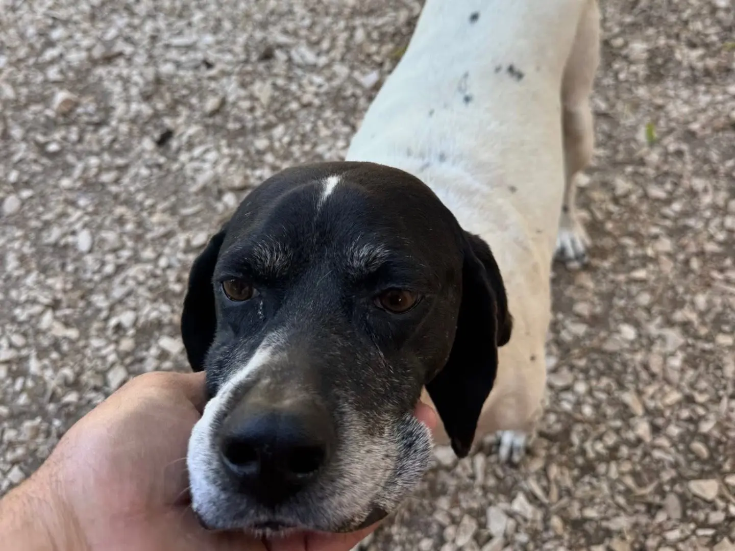 Vuoi adottare un cane a Matera?