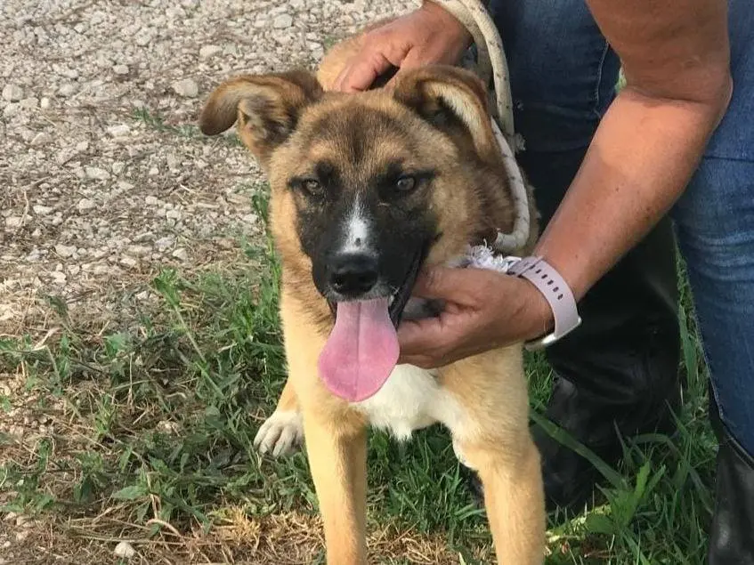 Adotta un cane, maschio, 4 anni, Latina