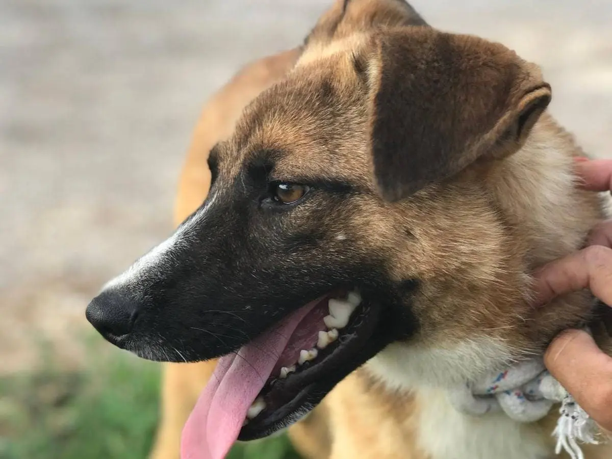 Vuoi adottare un cane a Latina?