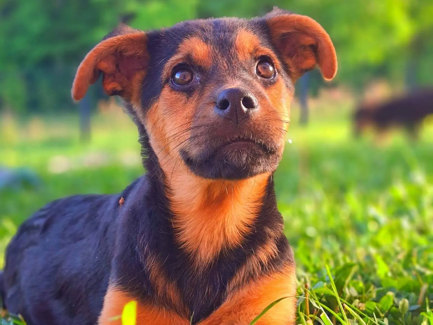 Adozione cane, maschio, Razza sconosciuta Razza sconosciuta, 8 mesi, taglia media, Firenze