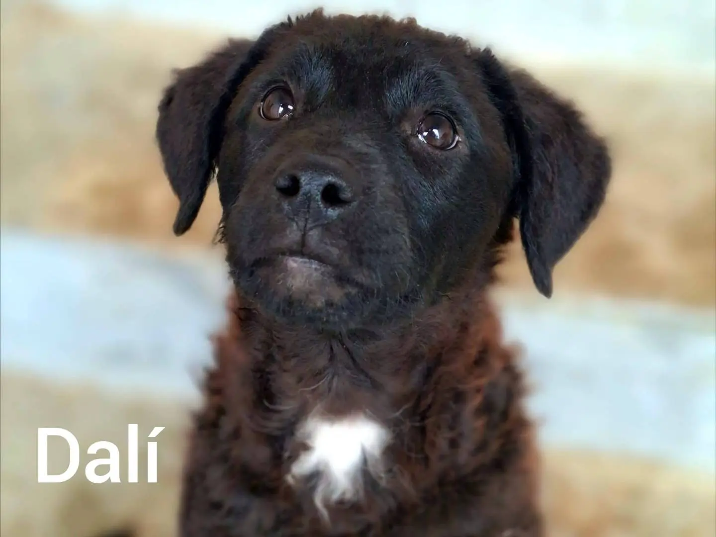 Adotta un cane, maschio, 8 mesi, Firenze