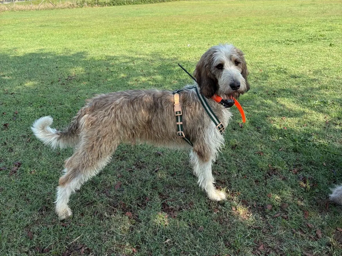 Adozione cane, maschio, Razza sconosciuta Razza sconosciuta, 2 anni e 3 mesi, taglia media, Torino