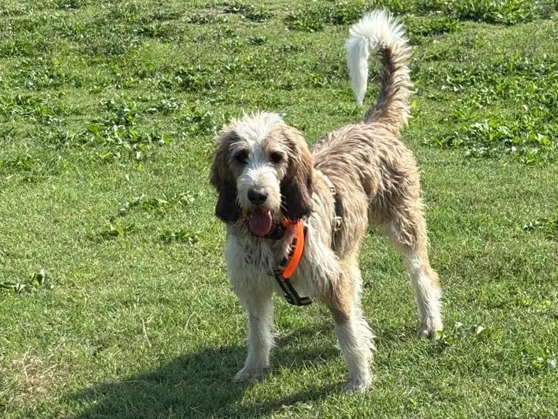 Adotta un cane, maschio, 2 anni e 3 mesi, Torino