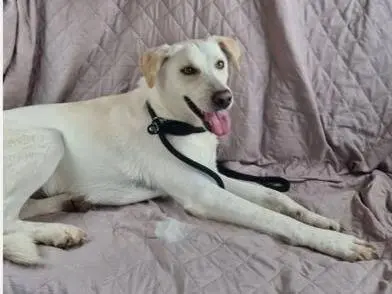 Foto 3 dell'animale
