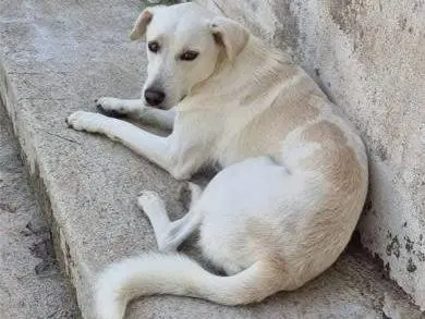 Vuoi adottare un cane a Latina?