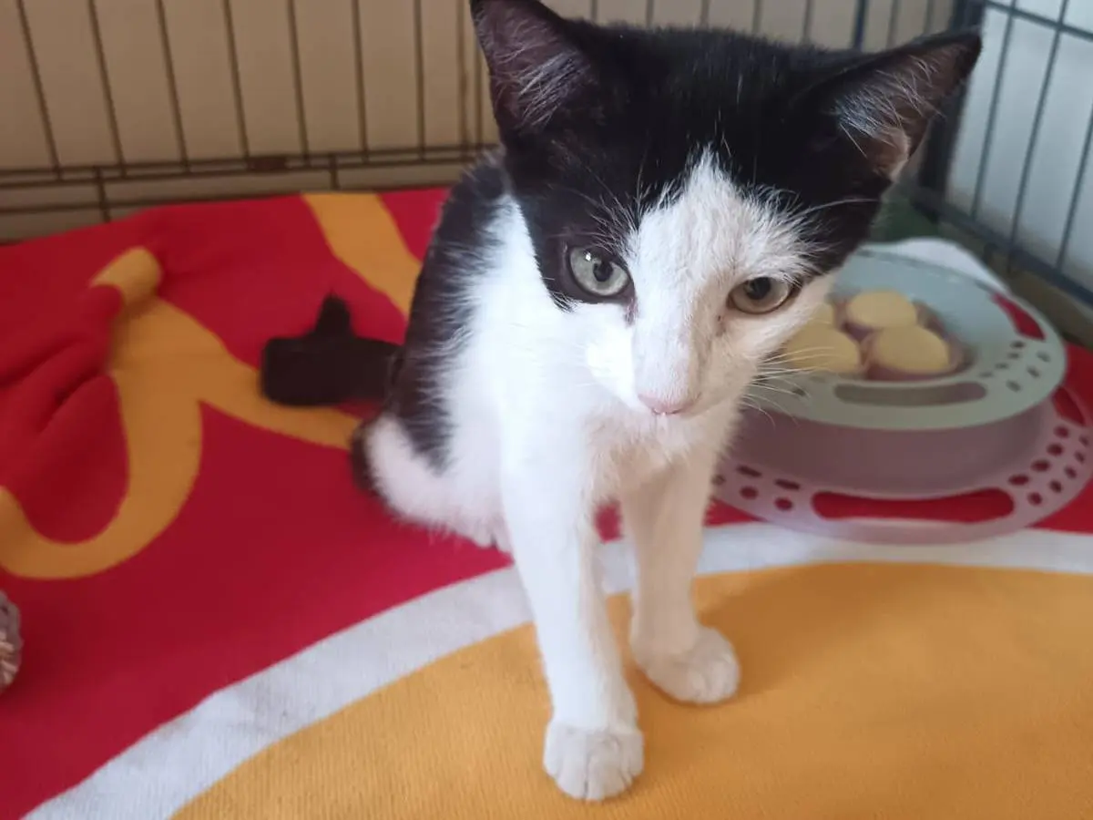 Adozione gatto, femmina, Razza sconosciuta Razza sconosciuta, 3 mesi, taglia non valida, Ravenna