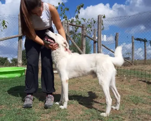Vuoi adottare un cane a Roma?