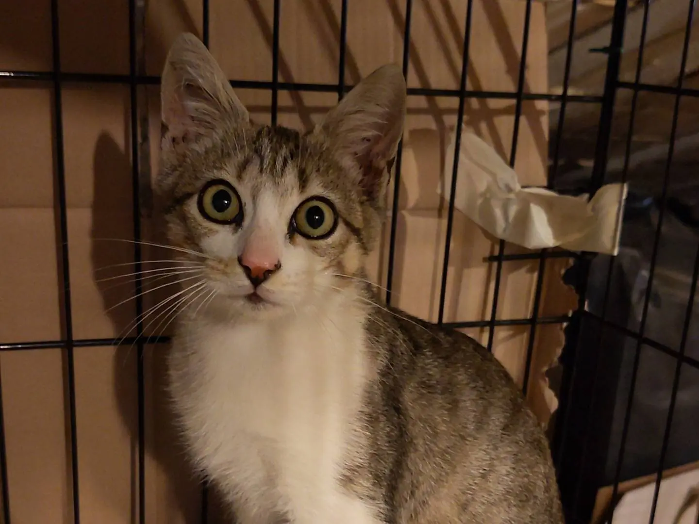 Adozione gatto, maschio, Razza sconosciuta Razza sconosciuta, 3 mesi, taglia non valida, Bologna