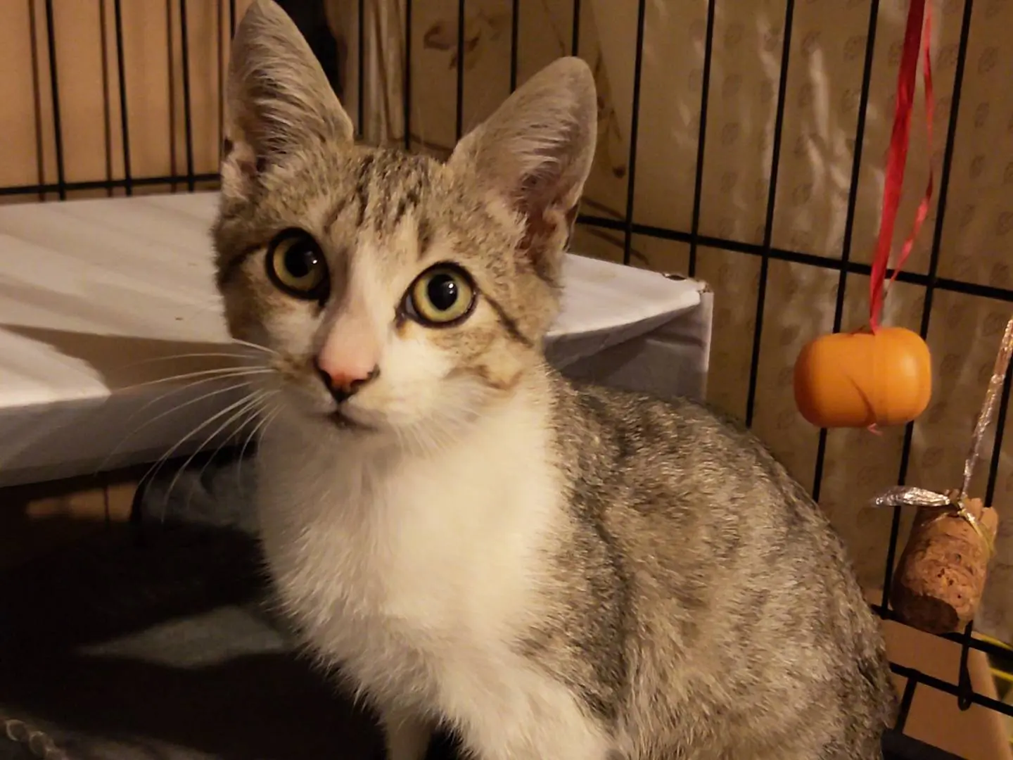 Adotta un gatto, taglia non valida, maschio, Bologna