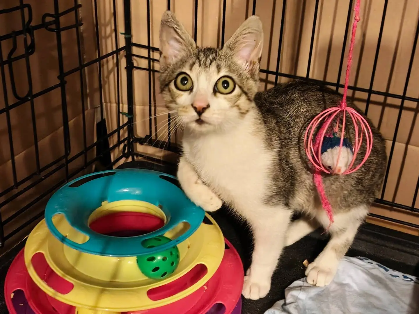 Adotta un gatto, maschio, 3 mesi, Bologna