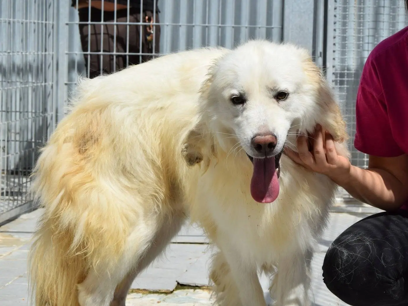 Adozione cane, maschio, Razza sconosciuta Razza sconosciuta, 4 anni e 4 mesi, taglia media, Chieti