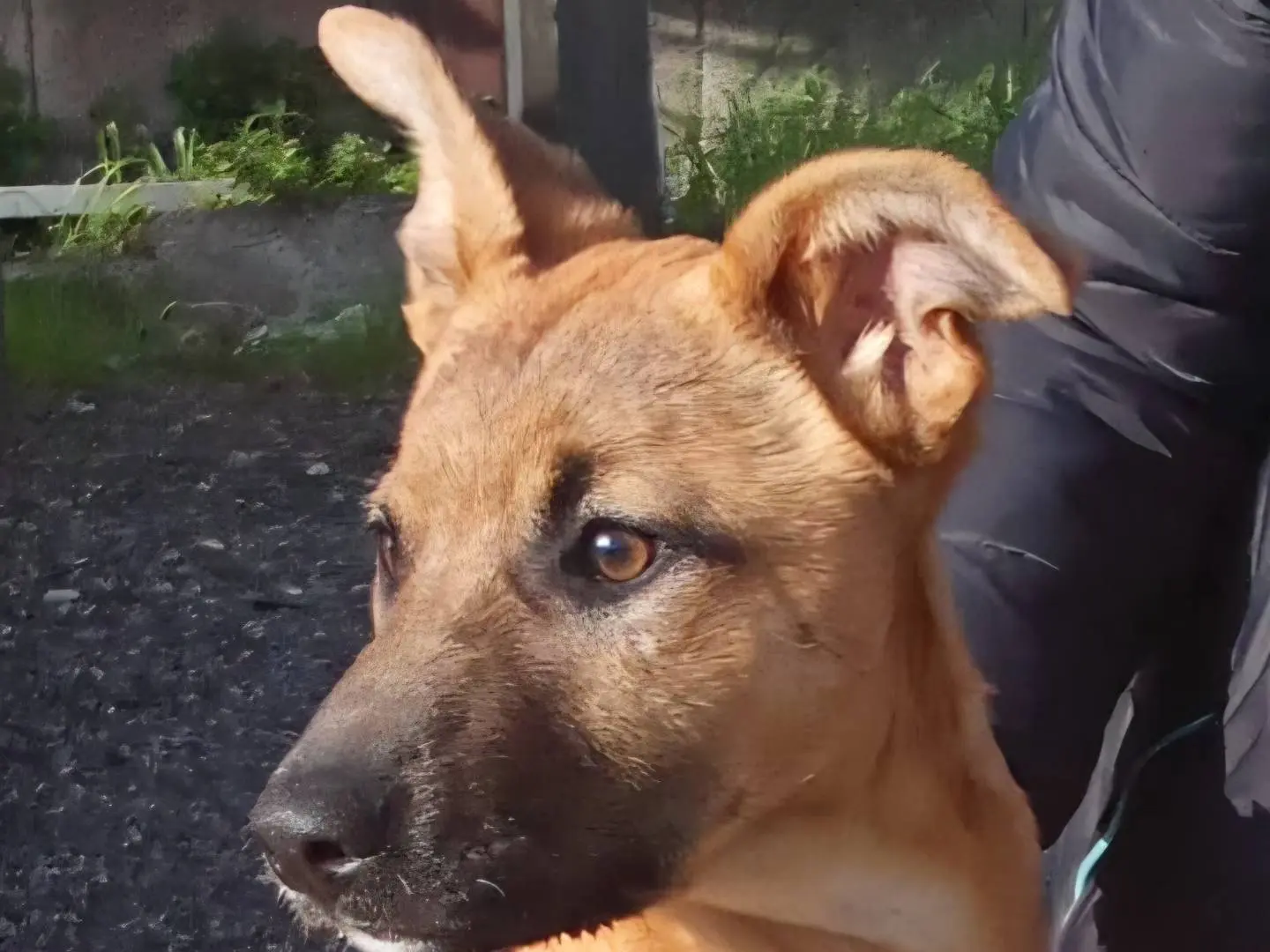 Adozione cane, femmina, Razza sconosciuta Razza sconosciuta, 1 anno e 5 mesi, taglia media contenuta, Firenze