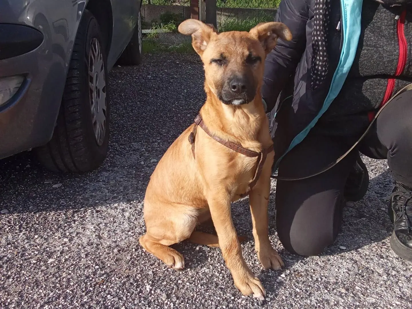Adotta il cane Pollon a Firenze