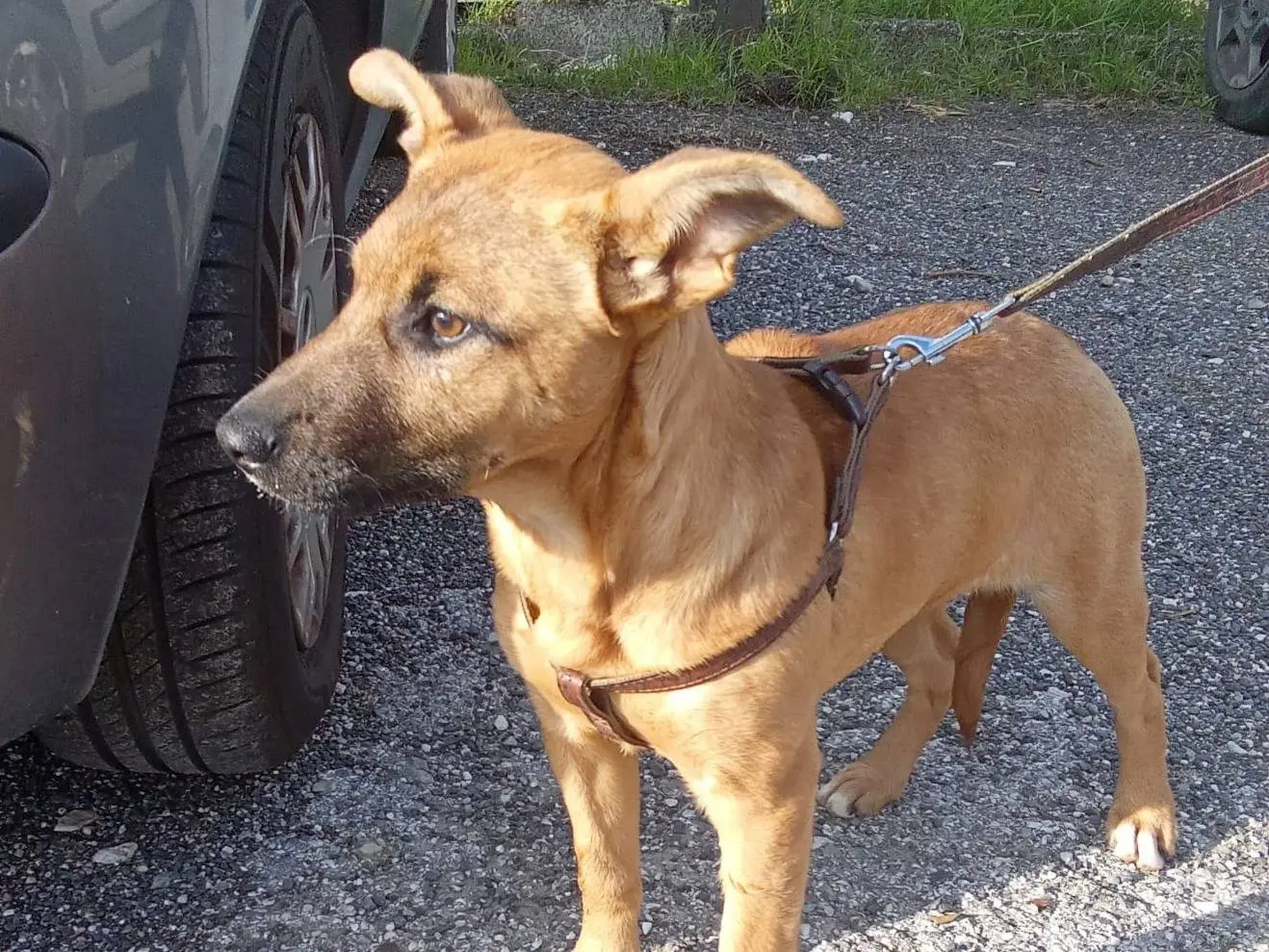 Adotta un cane, taglia media contenuta, femmina, Firenze