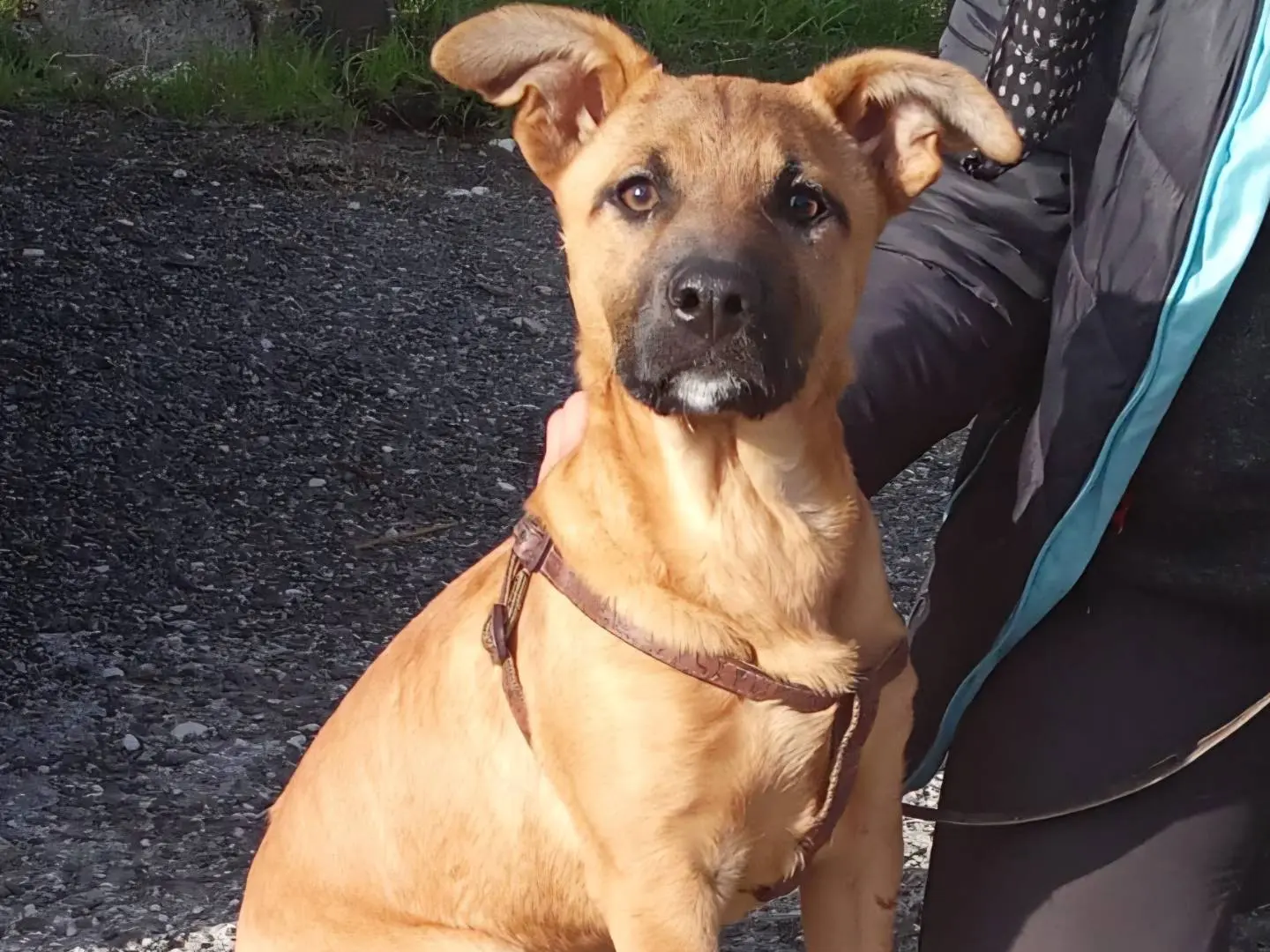 Adotta un cane, femmina, 1 anno e 5 mesi, Firenze